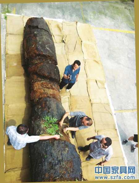 　6月23日，工作人員給烏木丈量“腰圍”。
