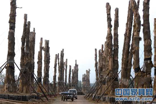 精品園內(nèi)，98棵紫薇樹分立兩排，已全部死亡。