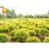 選購各種綠化工程苗木、綠化小苗 哪里有供應綠化工程苗木